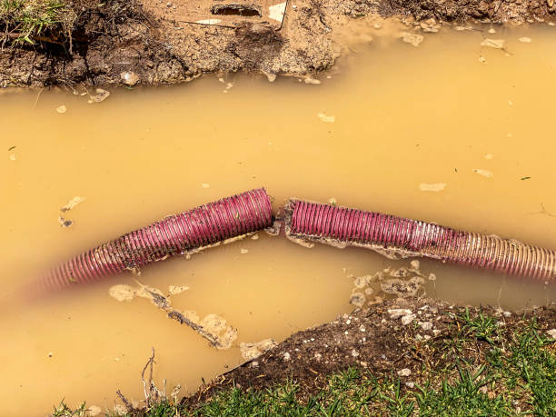 Best Mold removal after water damage  in St Ann, MO